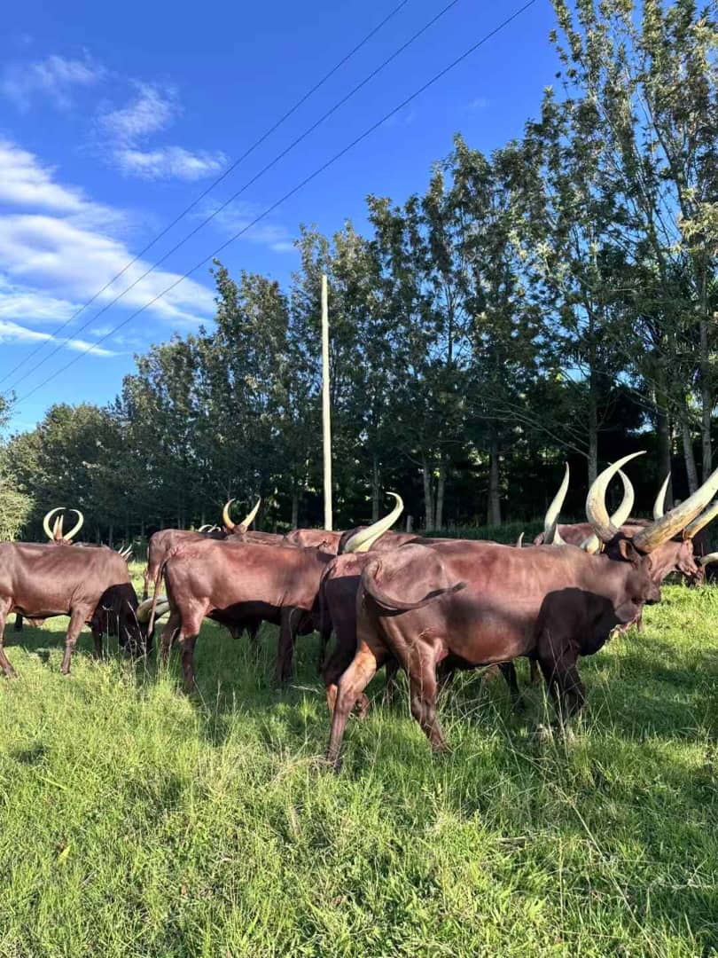 Ankole cattle with distinctive long horns grazing in Uganda