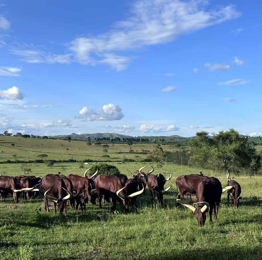 Ankole cattle grazing across Uganda's green countryside